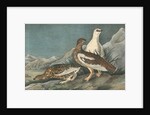 Rock Ptarmigan by John James Audubon