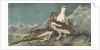 Rock Ptarmigan by John James Audubon