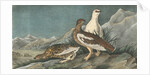 Rock Ptarmigan by John James Audubon