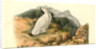 White-tailed Ptarmigan. Adult in Winter Plumage by John James Audubon