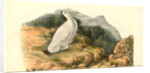 White-tailed Ptarmigan. Adult in Winter Plumage by John James Audubon