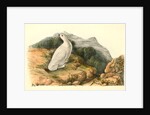 White-tailed Ptarmigan. Adult in Winter Plumage by John James Audubon