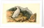 White-tailed Ptarmigan. Adult in Winter Plumage by John James Audubon