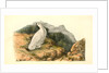 White-tailed Ptarmigan. Adult in Winter Plumage by John James Audubon