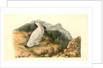 White-tailed Ptarmigan. Adult in Winter Plumage by John James Audubon