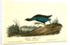 Purple Gallinule. Adult Male, Spring plumage by John James Audubon