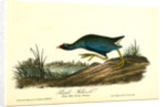 Purple Gallinule. Adult Male, Spring plumage by John James Audubon