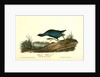 Purple Gallinule. Adult Male, Spring plumage by John James Audubon