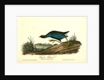 Purple Gallinule. Adult Male, Spring plumage by John James Audubon