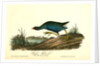 Purple Gallinule. Adult Male, Spring plumage by John James Audubon