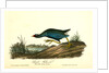 Purple Gallinule. Adult Male, Spring plumage by John James Audubon
