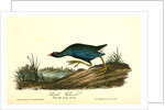 Purple Gallinule. Adult Male, Spring plumage by John James Audubon