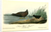 Least Water-Rail by John James Audubon