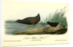 Least Water-Rail by John James Audubon