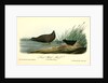 Least Water-Rail by John James Audubon