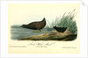 Least Water-Rail by John James Audubon