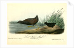 Least Water-Rail by John James Audubon