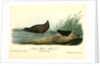 Least Water-Rail by John James Audubon