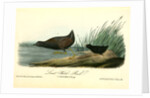 Least Water-Rail by John James Audubon