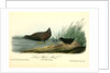 Least Water-Rail by John James Audubon