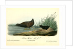 Least Water-Rail by John James Audubon
