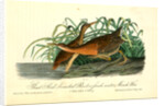 Great Red-breasted Rail, or fresh-water Marsh Hen by John James Audubon