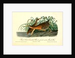 Great Red-breasted Rail, or fresh-water Marsh Hen by John James Audubon