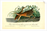 Great Red-breasted Rail, or fresh-water Marsh Hen by John James Audubon