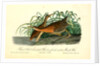 Great Red-breasted Rail, or fresh-water Marsh Hen by John James Audubon