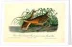Great Red-breasted Rail, or fresh-water Marsh Hen by John James Audubon