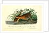 Great Red-breasted Rail, or fresh-water Marsh Hen by John James Audubon