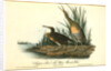 Clapper Rail, or Salt-water Marsh Hen by John James Audubon