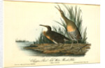 Clapper Rail, or Salt-water Marsh Hen by John James Audubon