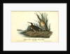 Clapper Rail, or Salt-water Marsh Hen by John James Audubon