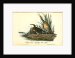 Clapper Rail, or Salt-water Marsh Hen by John James Audubon