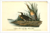 Clapper Rail, or Salt-water Marsh Hen by John James Audubon