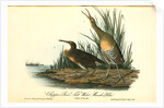 Clapper Rail, or Salt-water Marsh Hen by John James Audubon
