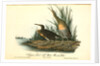 Clapper Rail, or Salt-water Marsh Hen by John James Audubon