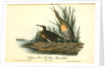 Clapper Rail, or Salt-water Marsh Hen by John James Audubon
