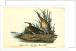 Clapper Rail, or Salt-water Marsh Hen by John James Audubon