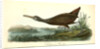 Scolopaceous Courlan by John James Audubon
