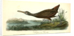 Scolopaceous Courlan by John James Audubon