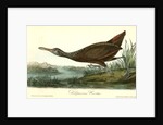 Scolopaceous Courlan by John James Audubon