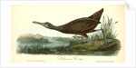 Scolopaceous Courlan by John James Audubon