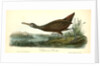Scolopaceous Courlan by John James Audubon