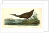 Scolopaceous Courlan by John James Audubon
