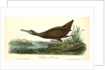 Scolopaceous Courlan by John James Audubon