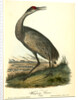 Wooping Crane. Young by John James Audubon