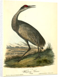Wooping Crane. Young by John James Audubon