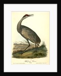 Wooping Crane. Young by John James Audubon